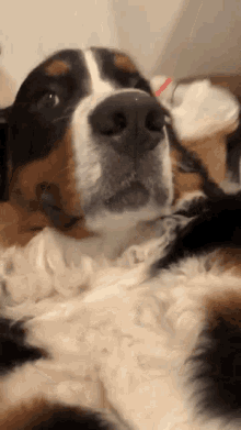 Havey Dog GIF - Havey Dog Serious Face GIFs
