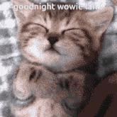Cat Goodnight GIF - Cat Goodnight GIFs
