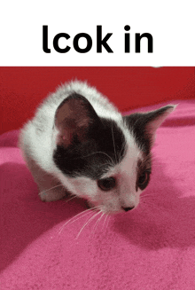 a black and white kitten laying on a pink blanket with the words look in below it
