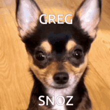 Gregsnoz GIF - Gregsnoz GIFs