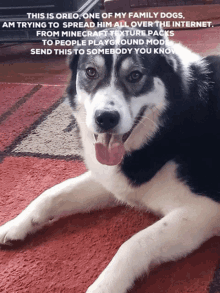 Oreo Dog GIF - Oreo Dog Spam GIFs