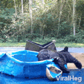 Get Into The Pool Bear GIF - Get Into The Pool Bear Viralhog GIFs