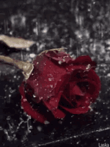 Rose Red GIF - Rose Red Raining GIFs