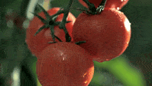 a person holding three tomatoes in their hands