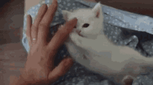 Fluffy Pet GIF - Fluffy Pet Kitten GIFs