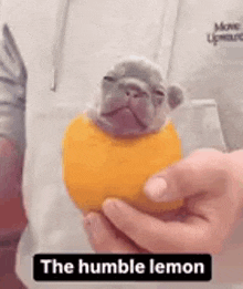 a person is holding a small dog in their hand with a caption that says the humble lemon .