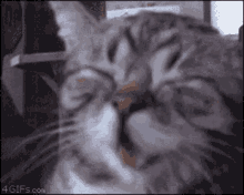 Hahaha Laughing GIF - Hahaha Laughing Cat GIFs
