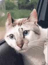 Cat Something In The Way GIF - Cat Something In The Way Bored GIFs