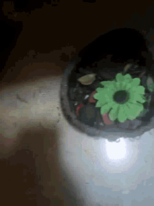 Plant Flowers GIF - Plant Flowers Potted Plant GIFs