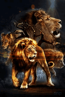 Lion God GIF - Lion God Ruler GIFs