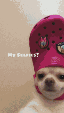 a dog wearing a pink croc with donald and daisy duck on it