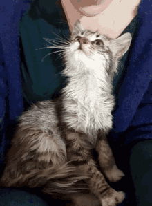 Clingy Cat GIF - Clingy Cat Love GIFs