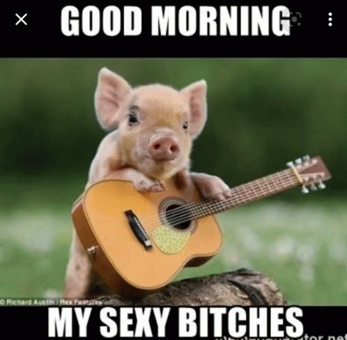 Funny Babe Pig Good Morning GIF