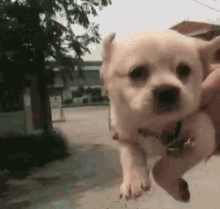 Funny Animals Cute GIF - Funny Animals Cute Puppy GIFs