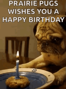 Happy Birthday Pug Prairie Pugs GIF - Happy Birthday Pug Prairie Pugs Candle GIFs