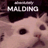 Malding Absolutely Malding GIF - Malding Absolutely Malding Malding Thurston Waffles GIFs