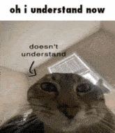 a picture of a cat with the caption oh i understand now doesn t understand
