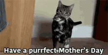 Have A Purrfect Mothers Day GIF - Cute Cat Mothers Day Purrfect GIFs