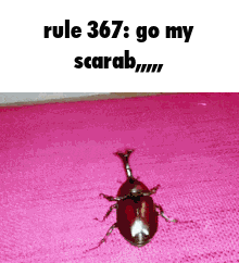 a picture of a beetle on a pink surface with the caption rule 367 go my scarab ..