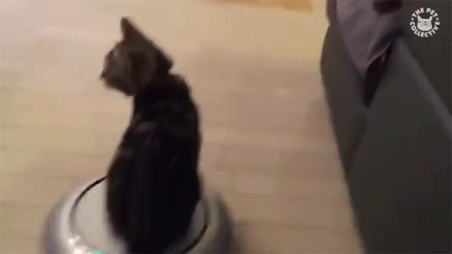 vogn film Anzai Roomba Cat GIFs | Tenor