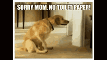 Toilet Paper Doggie Wipe GIF - Toilet Paper Doggie Wipe Sorry Mom GIFs