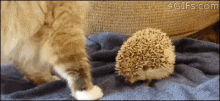 Cat Hedgehog GIF - Cat Hedgehog GIFs