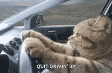 Back On The Road Cat Driving GIF - Back On The Road Cat Driving GIFs