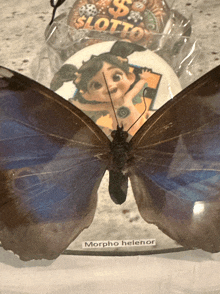a morpho helenor butterfly is sitting on a table in front of a slot machine
