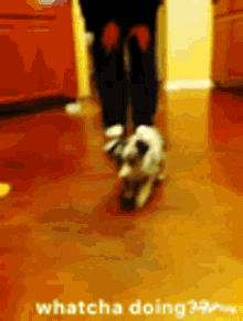 What Are You Doing Puppy GIF - What Are You Doing Puppy Cute GIFs