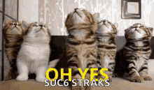 Yes Cats GIF - Yes Cats Nodding GIFs
