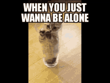 Cat When You Just Wanna Be Alone GIF - Cat When You Just Wanna Be Alone Glass GIFs