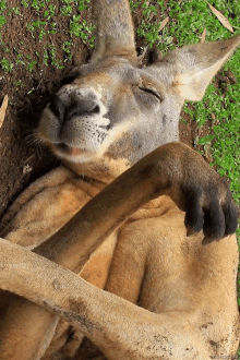Sleep Eating Kangaroo GIF - Kangaroo Animals GIFs