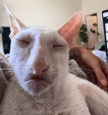 a white cat with a pink nose is being petted by a person