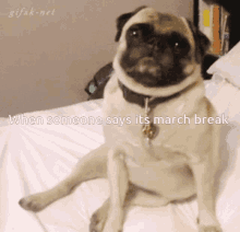 Pug Pug On Bed GIF - Pug Pug On Bed GIFs