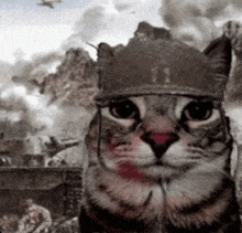 Cat Has Committed War Crime GIF - Cat Has Committed War Crime GIFs