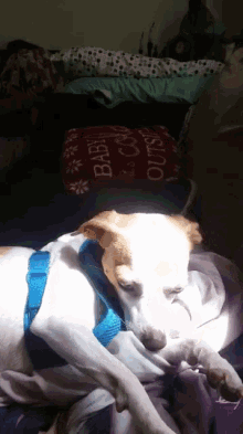 a dog laying on a blanket with a red blanket that says baby it 's cold outside