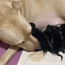 Licking The Kitties Dog GIF - Licking The Kitties Dog Baby Cats GIFs