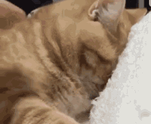 Cat Dont Want GIF - Cat Dont Want Sleepy GIFs