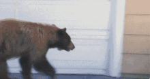 Bear Scared GIF - Bear Scared Startled GIFs