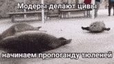 a group of seals laying on top of each other on a concrete surface .