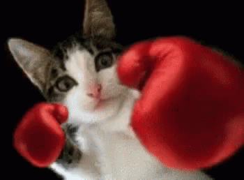 Boxing Cat Boxing Gloves GIF – Boxing Cat Boxing Gloves Cat – discover ...