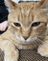Leo Moment Cat Wink GIF - Leo Moment Cat Wink Leo Wink GIFs