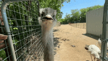 Kevin Urban Rescue Ranch GIF - Kevin Urban Rescue Ranch Emu GIFs