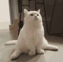 Splits Cat GIF - Splits Cat GIFs
