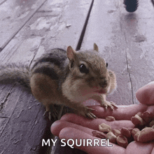 a squirrel is eating peanuts from a person 's hand