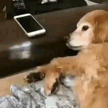 Stop It Go To Sleep GIF - Stop It Go To Sleep Dog GIFs