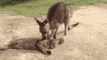 Kangaroos Animals GIF
