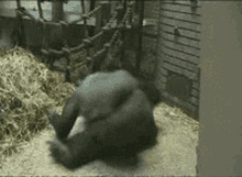 Gorilla Speed GIF