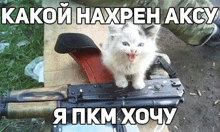 a kitten is sitting on top of a gun with russian writing