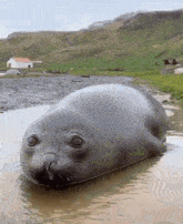 Seal Cute GIF - Seal Cute Awkward GIFs